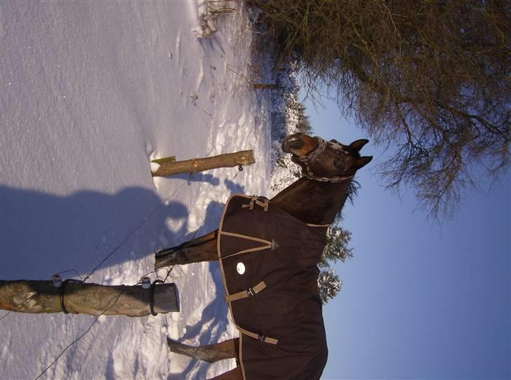 Dansk Varmblod lolitta skovgaard-solgt billede 5