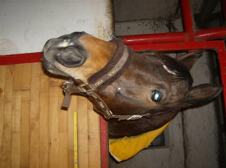 Dansk Varmblod lolitta skovgaard-solgt billede 6