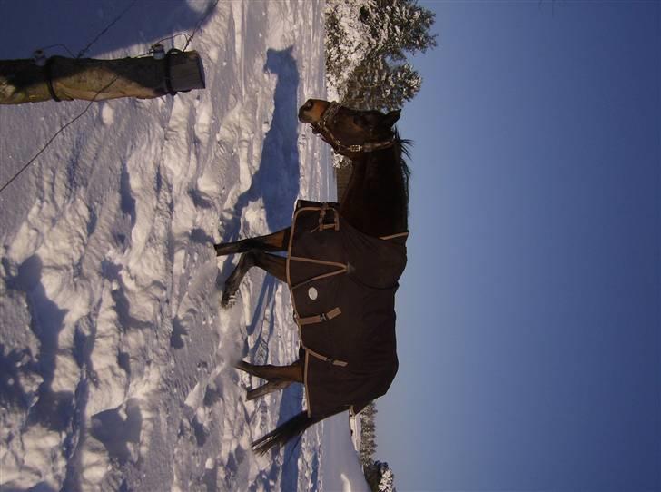 Dansk Varmblod lolitta skovgaard-solgt billede 7