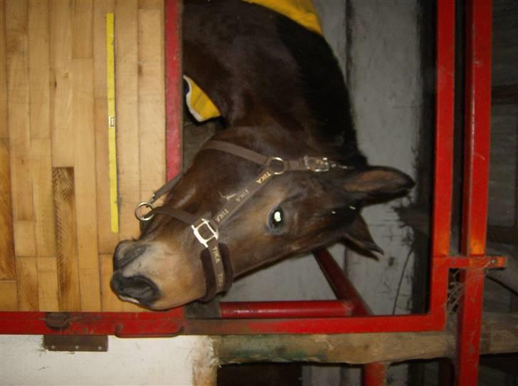 Dansk Varmblod lolitta skovgaard-solgt billede 8