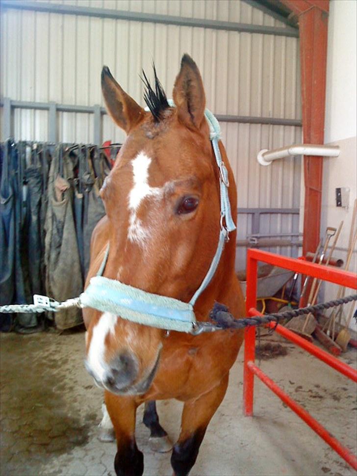 Anden særlig race Boogie +R.I.P+ >>savnes<< - Hejsa og velkommen ;P Til min dejlige drengs profil :D  *R.I.P* billede 1