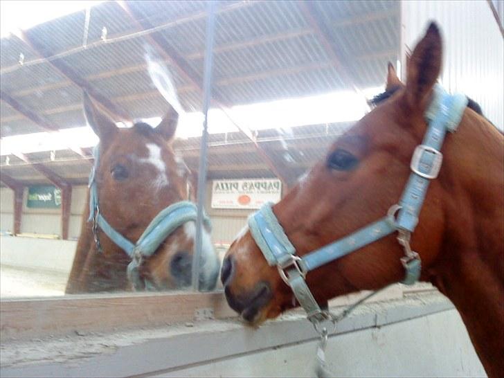 Anden særlig race Boogie +R.I.P+ >>savnes<< - Uhhhh hva er det??  Når det er en lækker hest.. :)  han elskede det spejl <33 billede 5