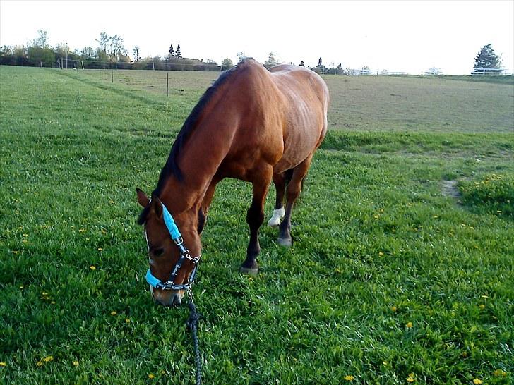 Anden særlig race Boogie +R.I.P+ >>savnes<< - Mmmmmm græs :D    lige før han tejede sig som araber hingst <3 billede 2