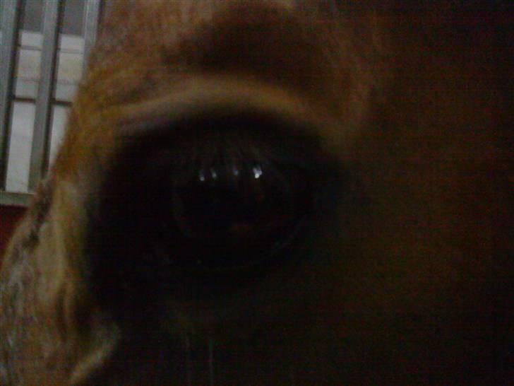 Anden særlig race Boogie +R.I.P+ >>savnes<< - The eye <33 billede 4