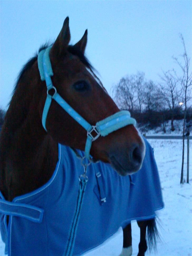 Anden særlig race Boogie +R.I.P+ >>savnes<< - Elsker det billede <33 hmmm hva mon det er?? billede 7