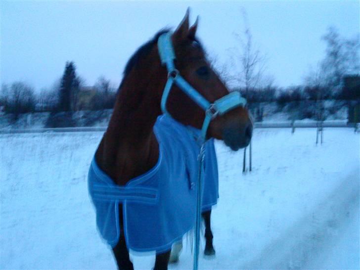 Anden særlig race Boogie +R.I.P+ >>savnes<< - Hva er det?? billede 8