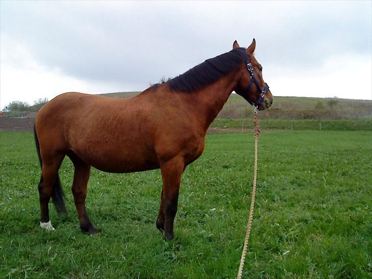 Anden særlig race Boogie +R.I.P+ >>savnes<< - Hov der kom en lyd, så kan man godt undvære græsset :D I læg lige mærke til de muskler ;P billede 11