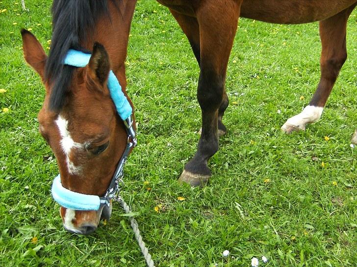 Anden særlig race Boogie +R.I.P+ >>savnes<< - MMMMM :D græs I    Århh min dreng, en af de sidste billeder ... billede 10