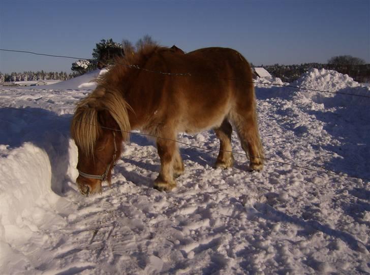 Shetlænder Lukas billede 7