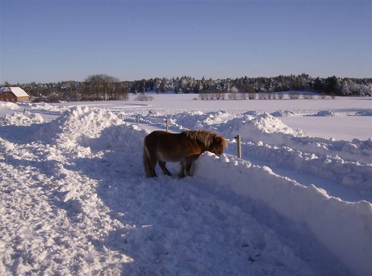 Shetlænder Lukas billede 8