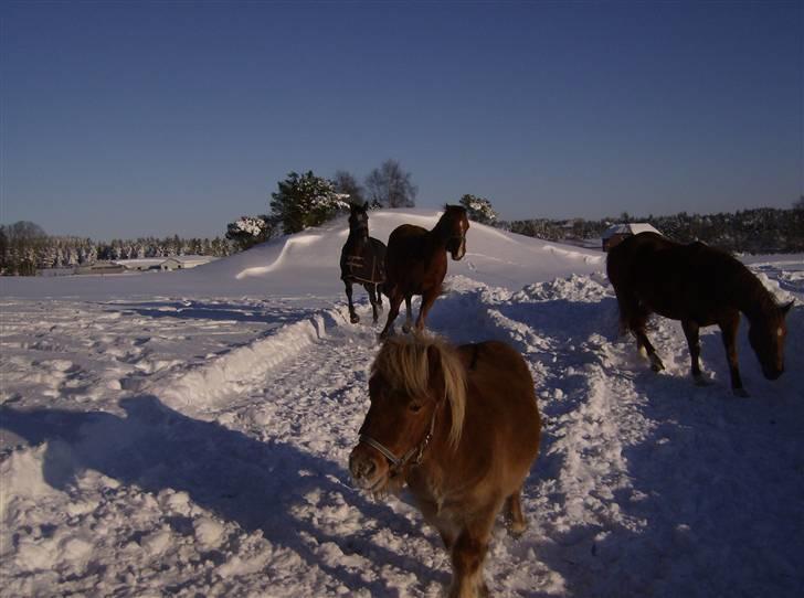 Shetlænder Lukas billede 9