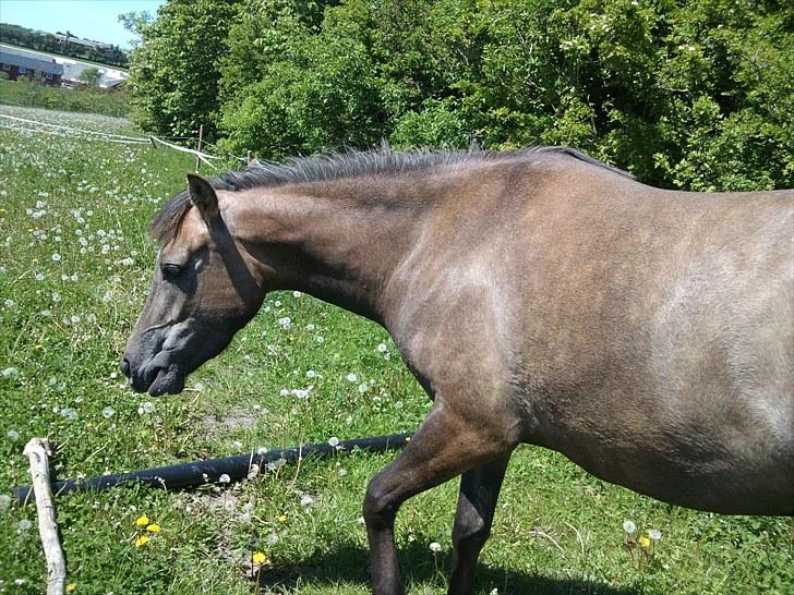 Anden særlig race Lawina - det smager god!! billede 15