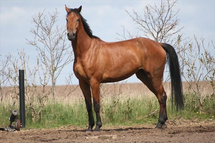 Dansk Varmblod Logo † 23-8-10 † billede 11