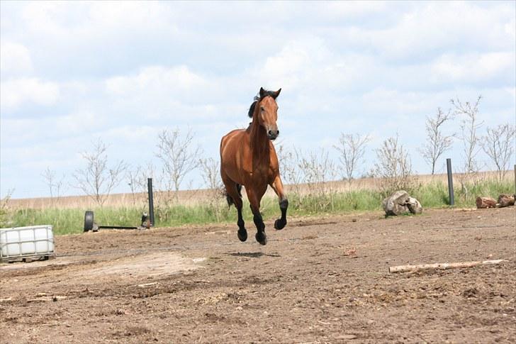 Dansk Varmblod Logo † 23-8-10 † billede 12