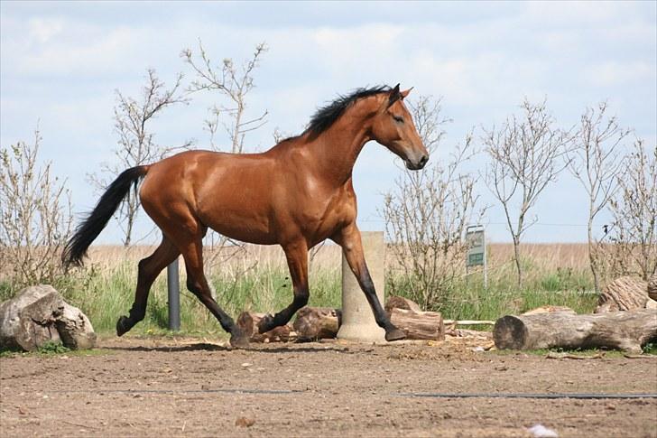 Dansk Varmblod Logo † 23-8-10 † billede 13