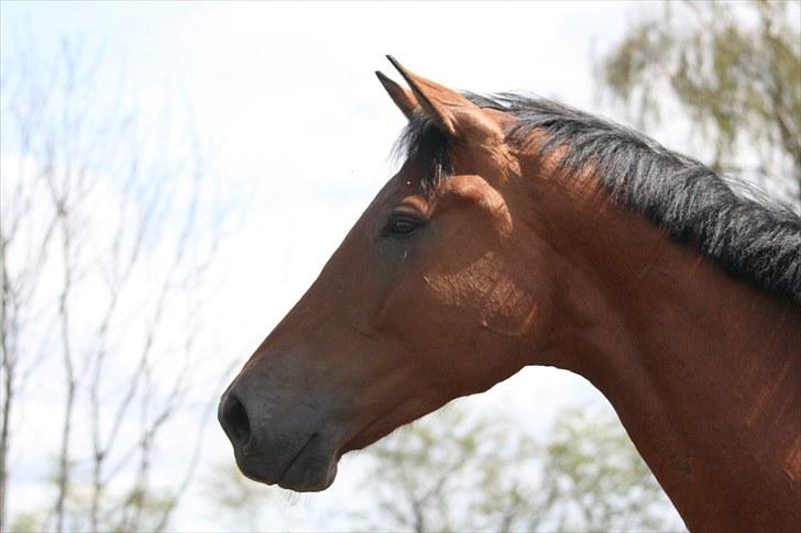 Dansk Varmblod Logo † 23-8-10 † billede 14