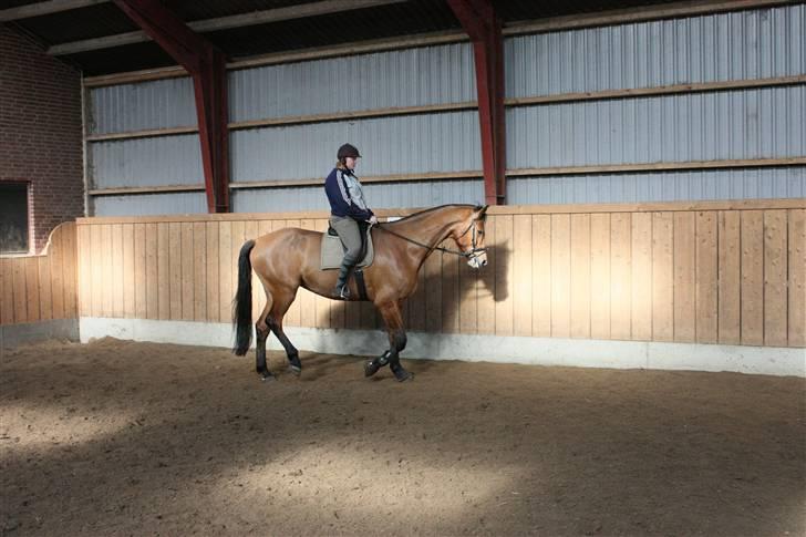 Dansk Varmblod Logo † 23-8-10 † billede 15