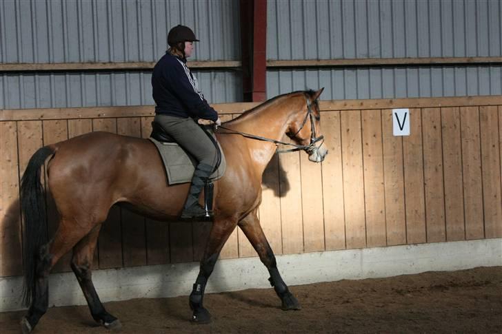 Dansk Varmblod Logo † 23-8-10 † billede 16