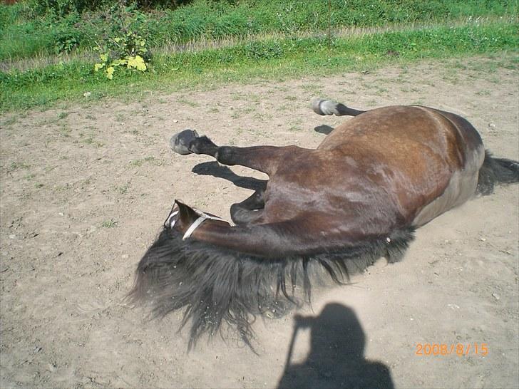 Anden særlig race Buller [Tidl. Hest] billede 6