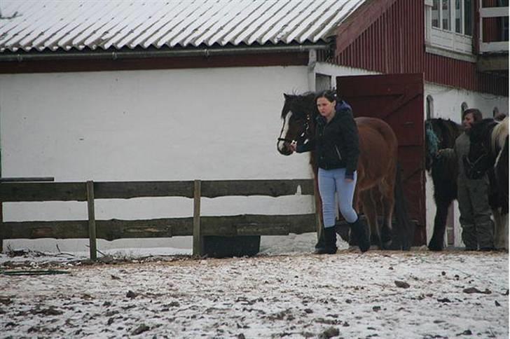 Islænder Heimir fraTókastöðumSOLGT - Dig og mig foraltid <3 Fotograf Ingelise Nielsen billede 15