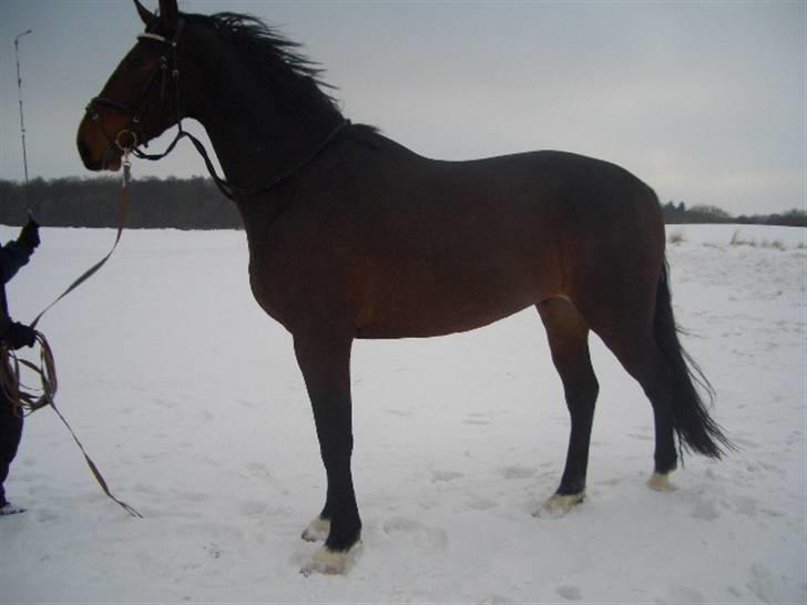 Oldenborg Tronkærs Lukas - 2010 ude i sneen . 4år på dette billede . billede 13