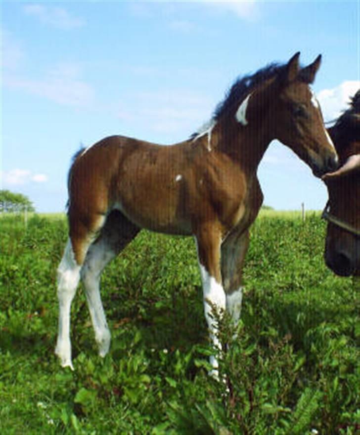 Pinto Anpala's Conthana - solgt billede 1