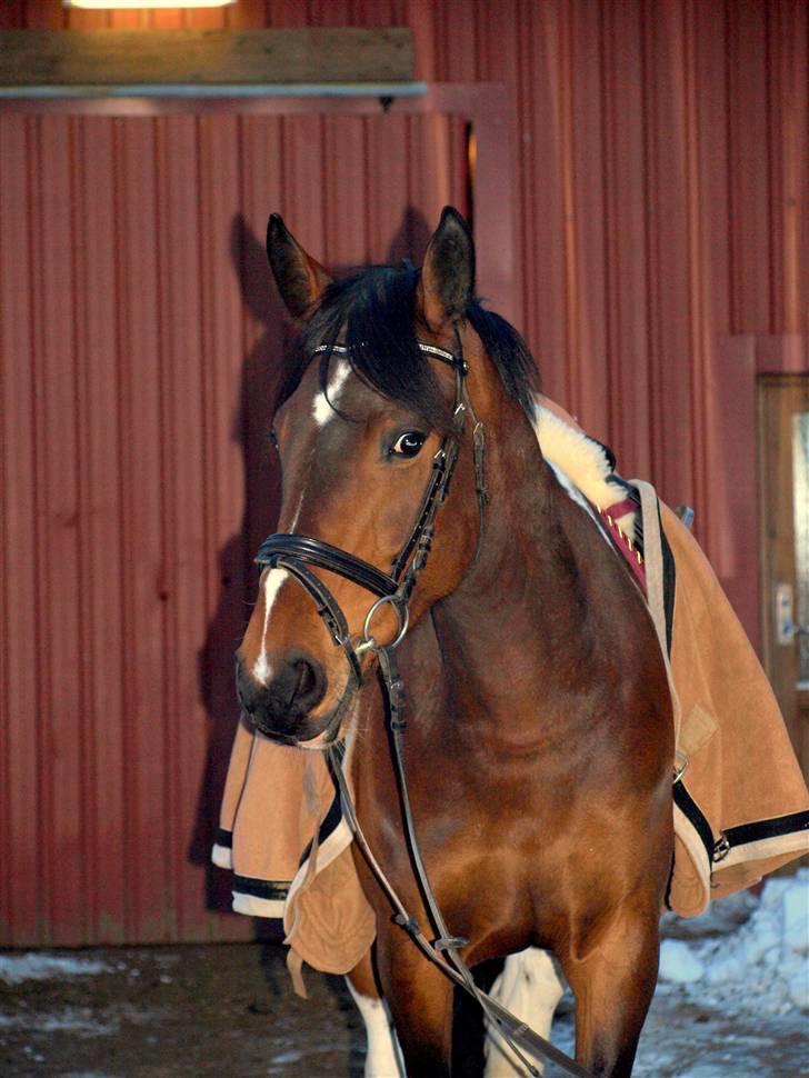 Pinto Anpala's Conthana - solgt billede 2