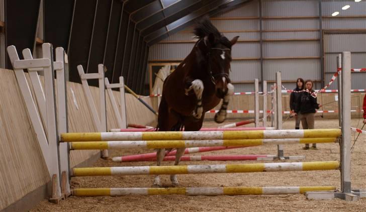 Pinto Anpala's Conthana - solgt billede 4