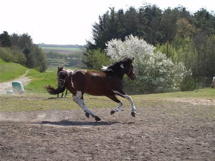 Pinto Anpala's Conthana - solgt billede 5