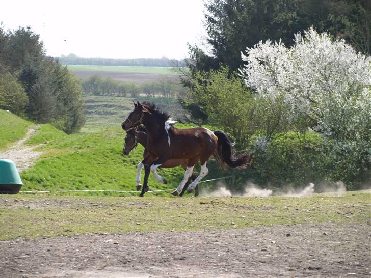 Pinto Anpala's Conthana - solgt billede 6