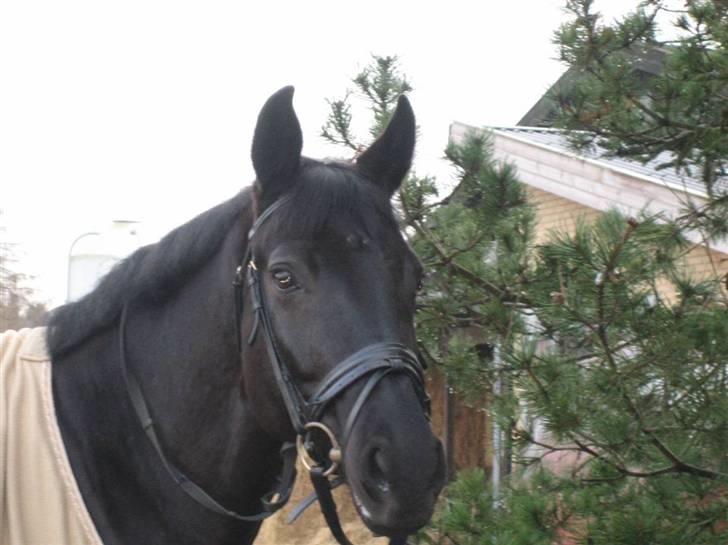 Hannoveraner Rigo Royal *R.I.P* - Rigo som model x)  billede 13