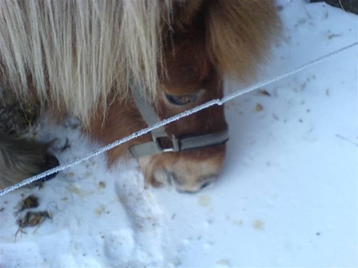Shetlænder Makker (min egen) - makker elsker altså bare sne billede 11