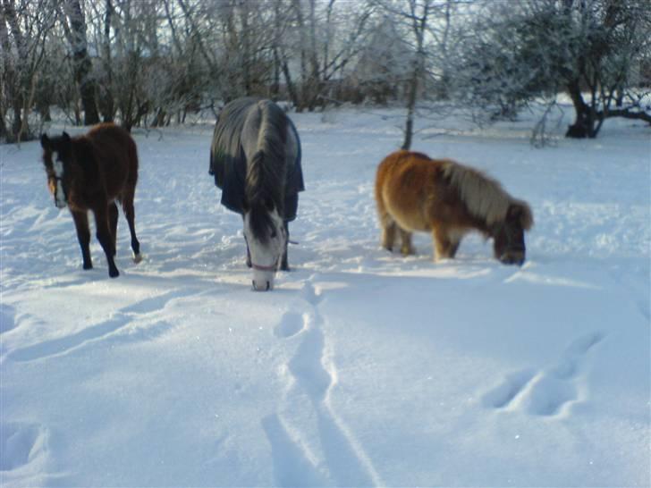 Shetlænder Makker (min egen) - familie billedet igen billede 12