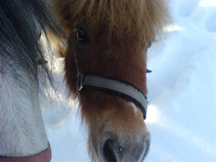 Shetlænder Makker (min egen) - makker og girly billede 13