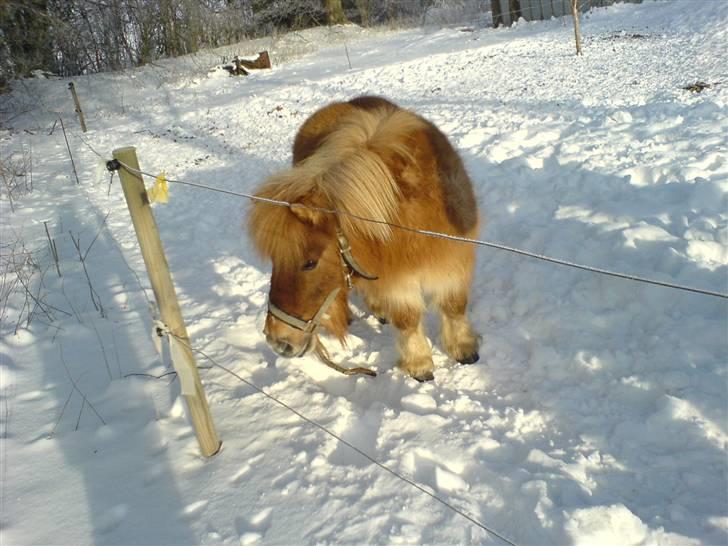 Shetlænder Makker (min egen) - Makker er vist ikke bange for hegnet   men der er heller ikke stød i haaa billede 14