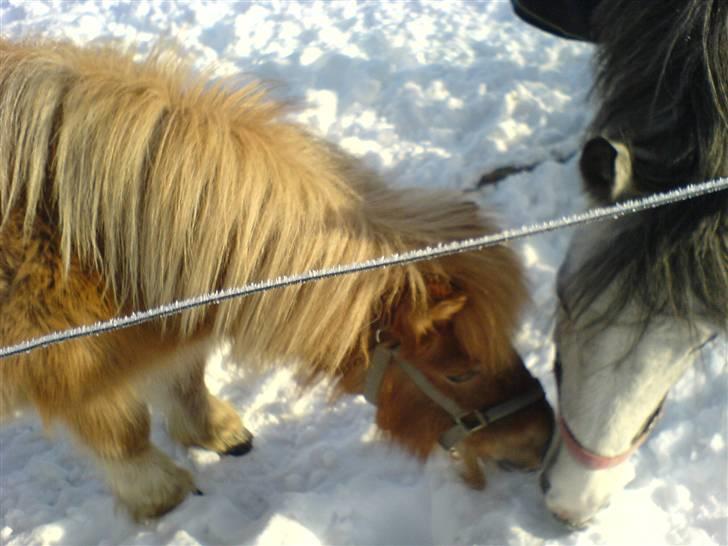 Shetlænder Makker (min egen) - makker og girly billede 15