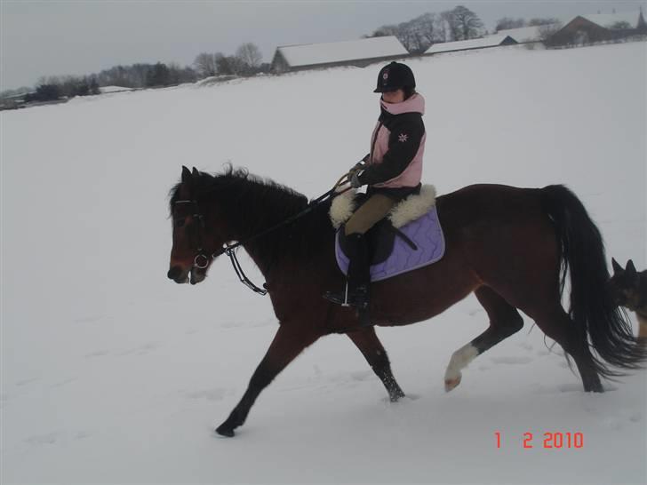 Dansk Varmblod Gladi billede 14