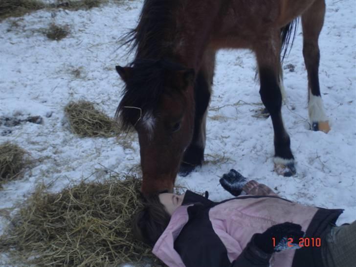 Anden særlig race Hedins anna-bella (solgt) billede 17