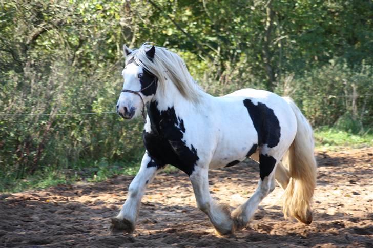 Irish Cob Grymyrs Django (SOLGT) billede 17