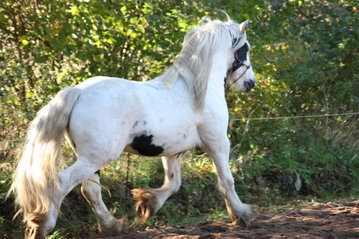 Irish Cob Grymyrs Django (SOLGT) billede 18