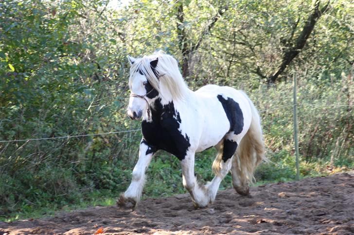 Irish Cob Grymyrs Django (SOLGT) billede 19