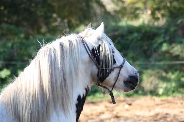 Irish Cob Grymyrs Django (SOLGT) billede 20