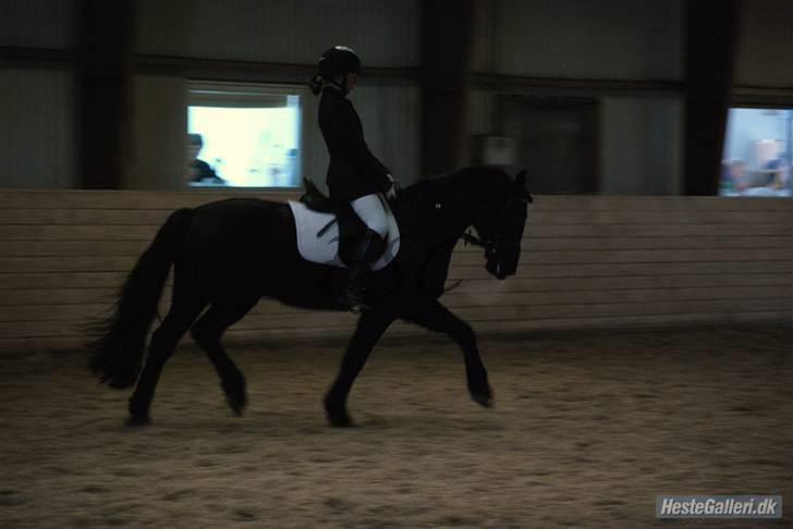 Welsh Cob (sec D) Tolstrups Kahjal - Til stævnet d. 30/1. Lb2, vandt med 69,2 %. En øgning jeg fik 8 for! Billede: ESC billede 8