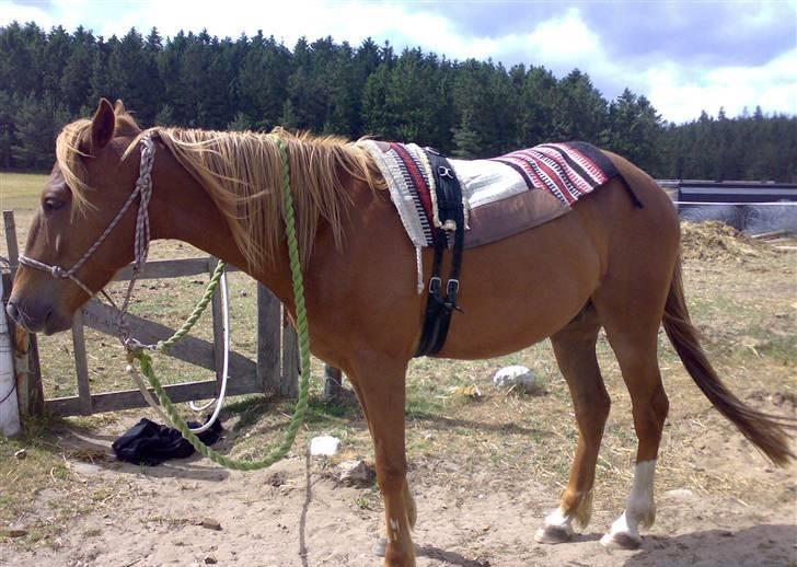 Traver Matchu Aka Maximus B.B - sådan skal de være <3 billede 16