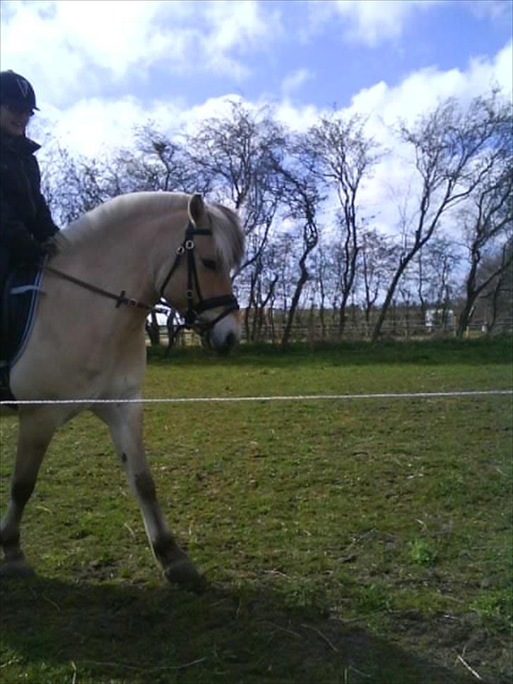 Fjordhest Tjalfe Fjordvang<3 - Læk Læk Lækkre skid jeg er :D billede 12