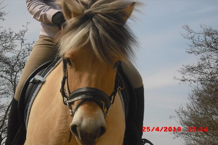 Fjordhest Tjalfe Fjordvang<3 - Cecillie der rider Tjalfe billede 13