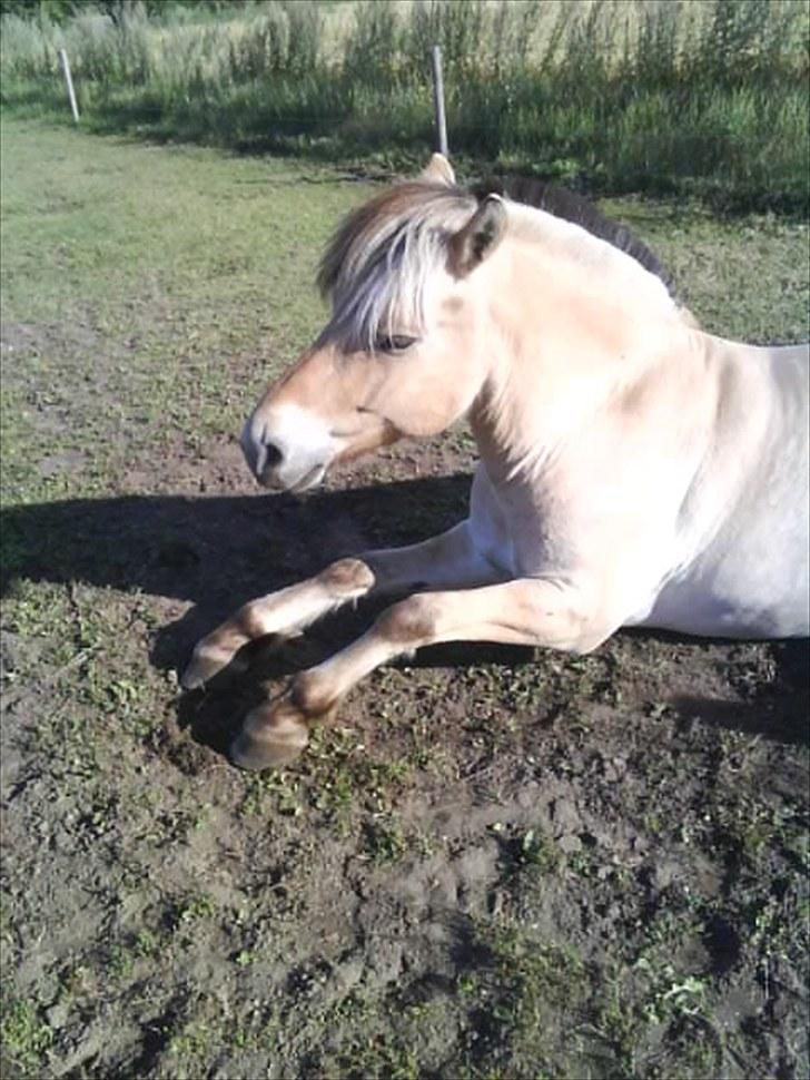 Fjordhest Tjalfe Fjordvang<3 billede 14