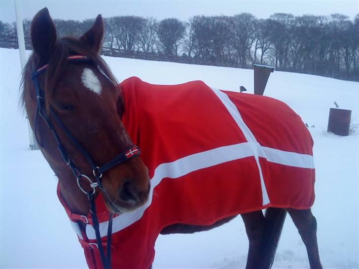 Anden særlig race Verona - dannebrog billede 16