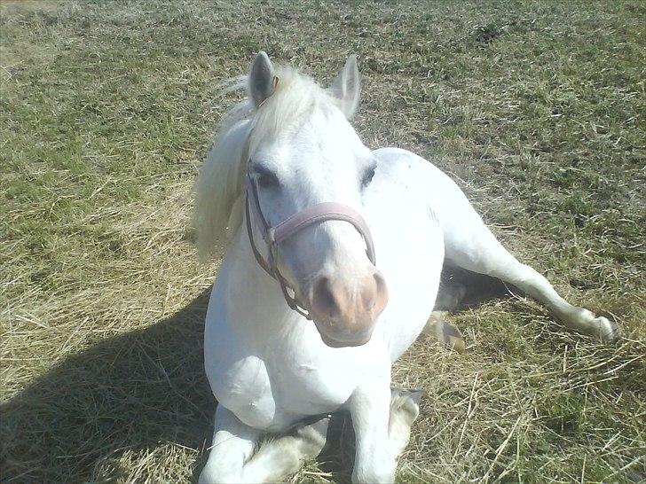 Welsh Mountain (sec A) Rumle billede 1