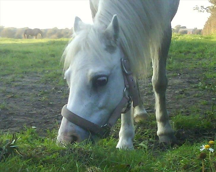 Welsh Mountain (sec A) Rumle billede 2